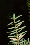 Carolina hemlock